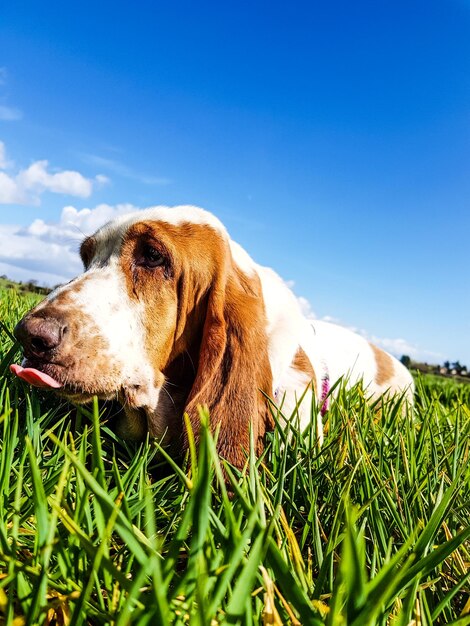 Dog looking away on field