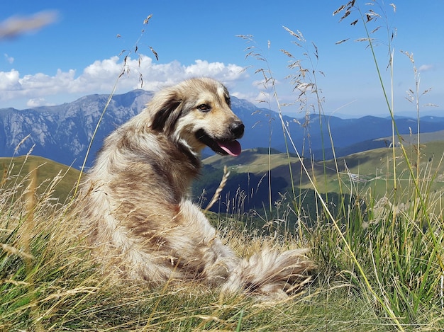 Photo dog looking away on field