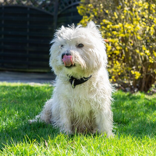 Photo dog looking away on field