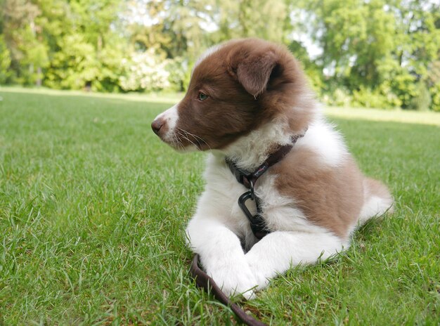 Foto cane che guarda lontano sul campo