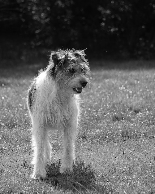 Foto cane che guarda lontano sul campo