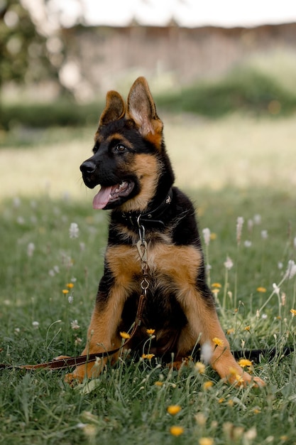 dog looking away on field