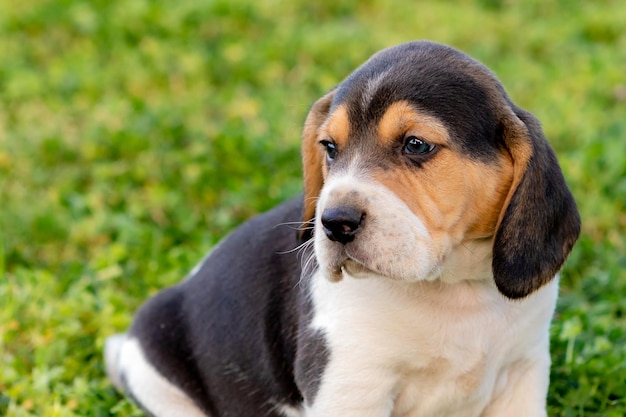 Photo dog looking away on field