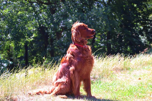 Photo dog looking away on field