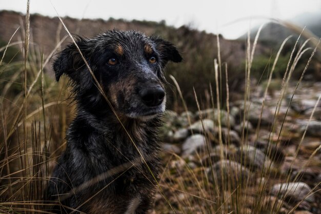 Photo dog looking away on field