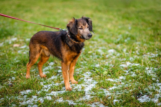 Foto cane che guarda lontano sul campo