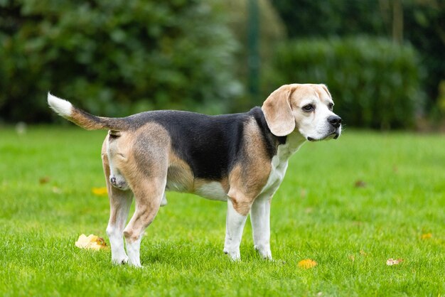 Photo dog looking away on field