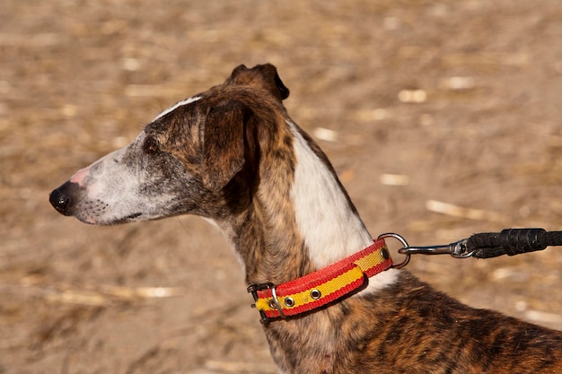 Foto cane che guarda lontano sul campo