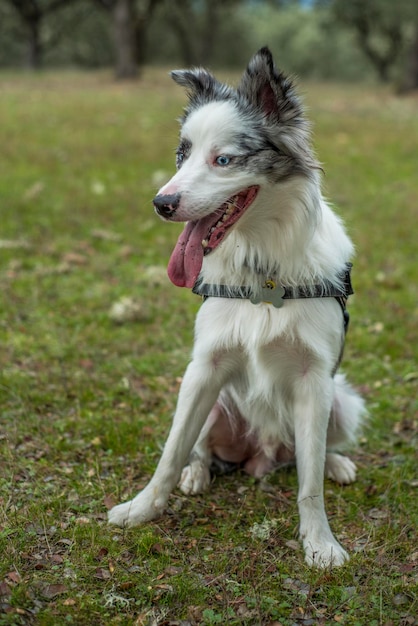 Dog looking away on field