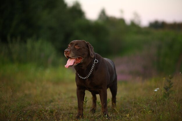 Dog looking away on field