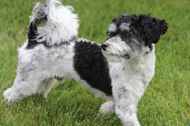 Photo dog looking away on field