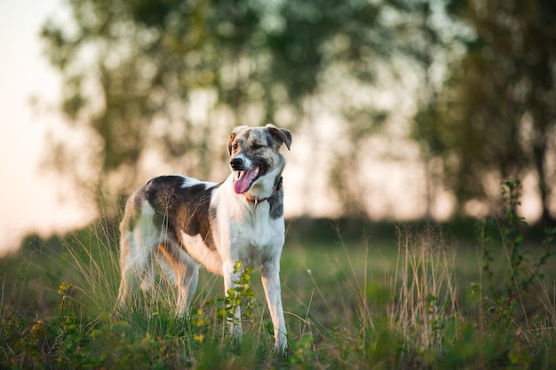 Dog looking away on field