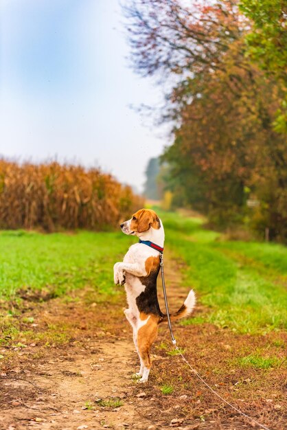 Photo dog looking away on field