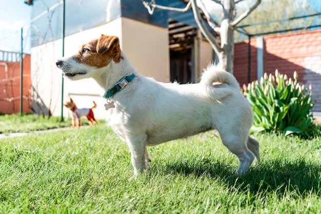 Foto cane che guarda lontano sul campo