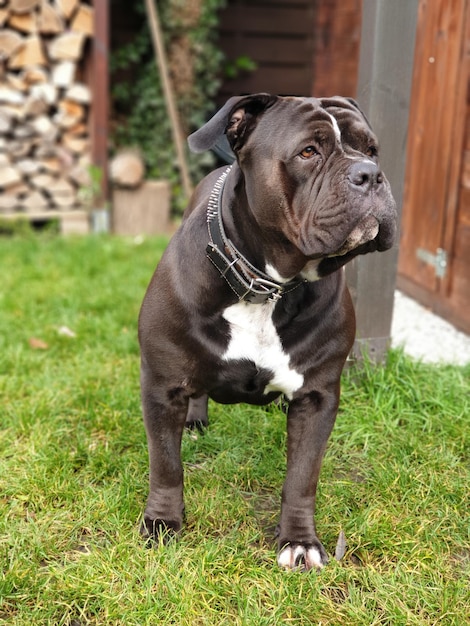 Foto cane che guarda lontano sul campo