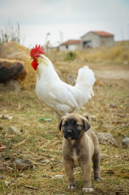 Foto cane che guarda lontano sul campo