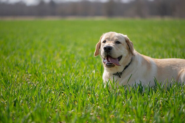 Photo dog looking away on field