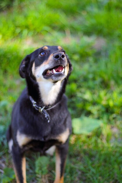 Dog looking away on field