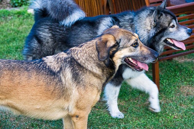 野原を眺めている犬