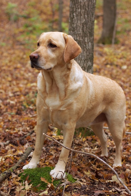 Foto cane che guarda lontano nella foresta