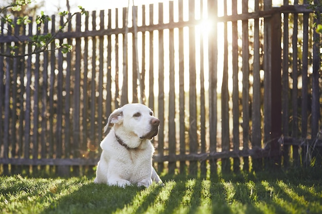 Dog looking away on grass