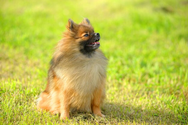 犬が草の上を眺めている