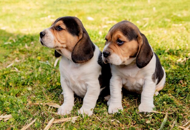 Photo dog looking away on grass