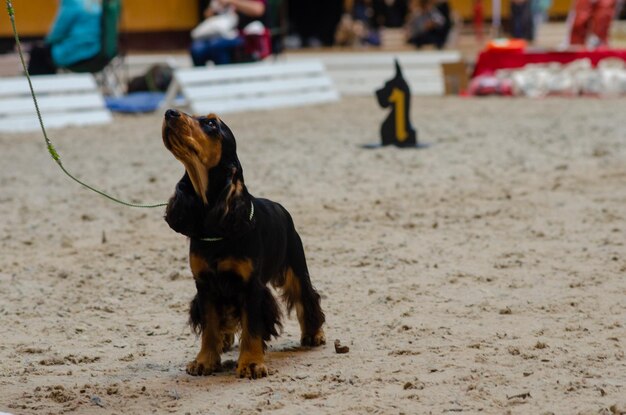 Foto cane che guarda via sulla terraferma