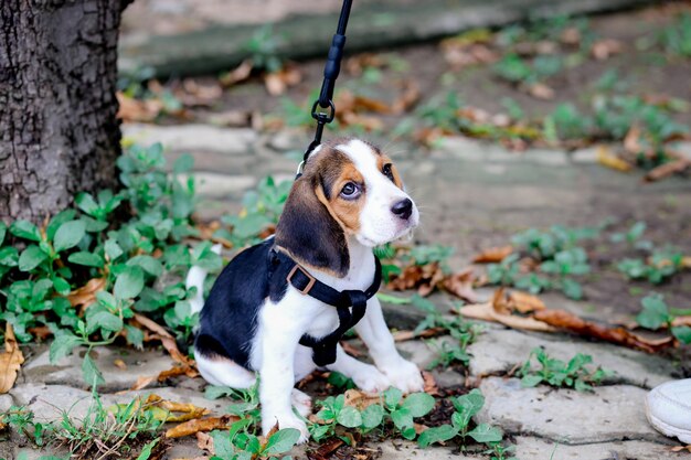 犬が陸を向いて見ている