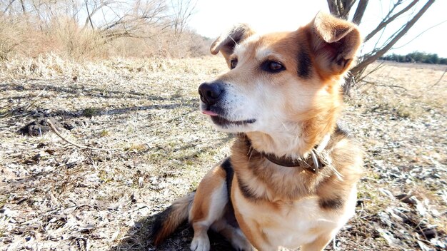 写真 犬がフィールドを眺めている