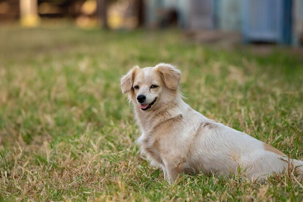 写真 野原を眺めている犬