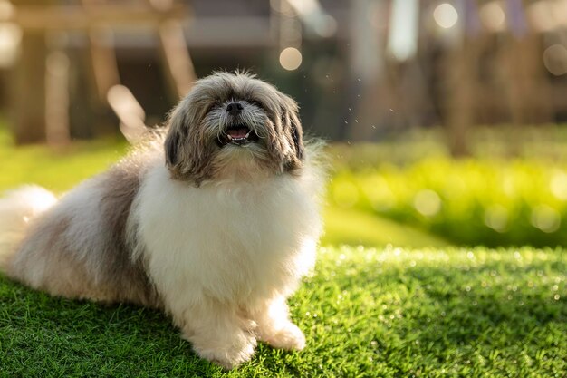 写真 野原を眺めている犬