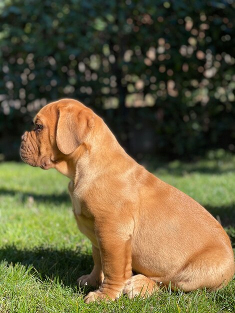 写真 野原を眺めている犬