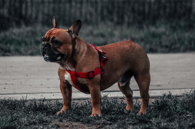 写真 野原を眺めている犬