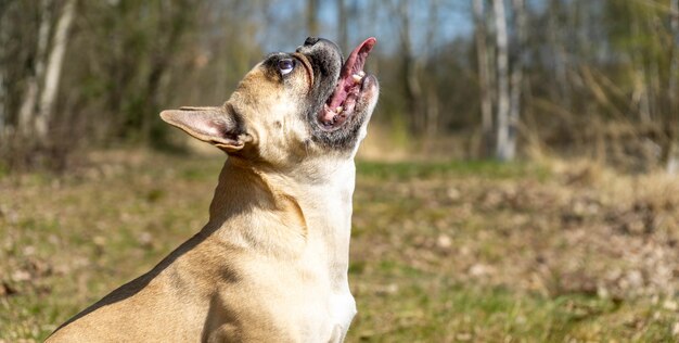 写真 野原を眺めている犬