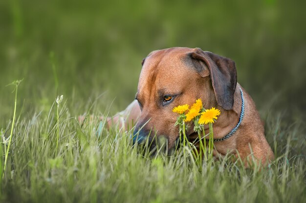 写真 野原を眺めている犬