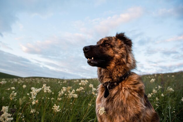 写真 野原を眺めている犬