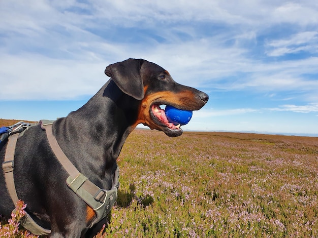 Фото Собака смотрит в сторону на поле.