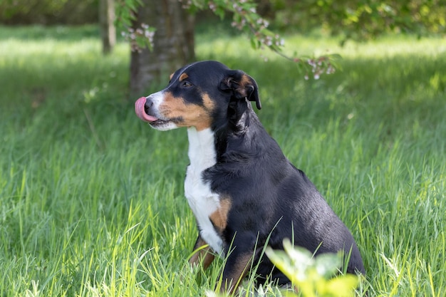 写真 犬が芝生を見回している