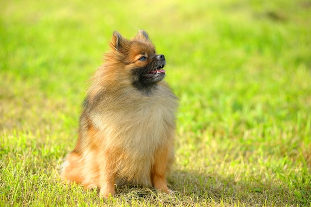 写真 犬が草の上を眺めている