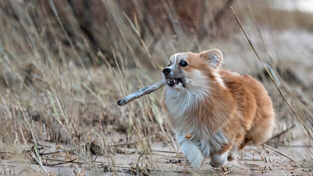 写真 犬が陸を向いて見ている