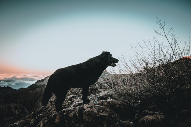 写真 天空を背景に岩を眺めている犬