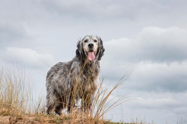 Photo dog looking away outdoors