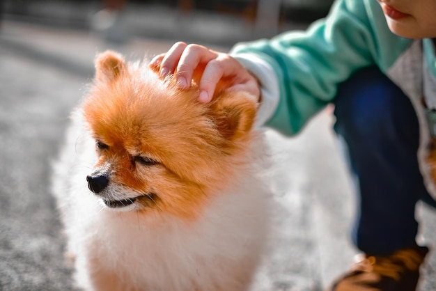 写真 犬が屋外を見回している