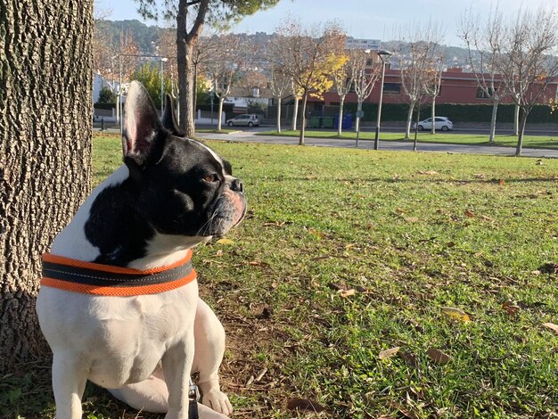 Dog looking away in park