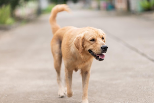 犬が道路を眺めている
