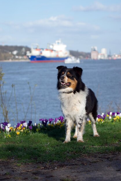 Foto cane che guarda la riva del mare