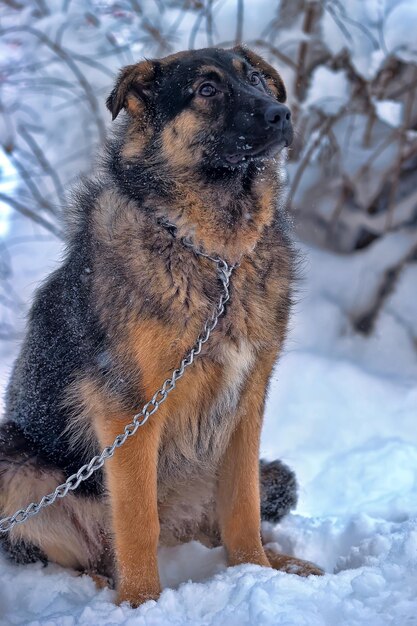 Foto cane che guarda lontano sul campo coperto di neve