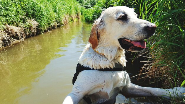 Dog looking away in water