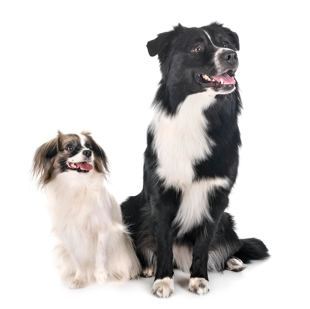 白い背景に座っている犬が目をそらしている